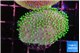 Sarcophython full neon green polyps Australia 3-4 cm WYSIWYG acclimaté