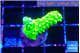 Acropora neon green 2-3 cm WYSIWYG acclimaté