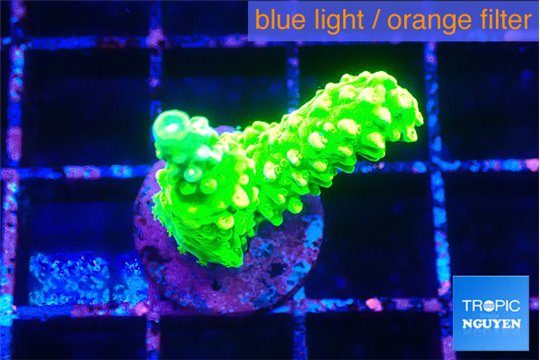 Acropora neon green 2-3 cm WYSIWYG acclimaté
