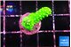 Acropora neon green 2-3 cm WYSIWYG acclimaté