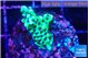Montipora incredible hulk 2 cm WYSIWYG acclimaté