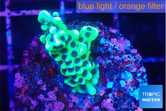 Montipora incredible hulk 2 cm WYSIWYG acclimaté