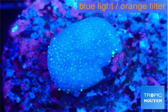Sarcophython full neon green polyps Australia 2 cm WYSIWYG acclimaté