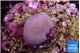 Sarcophython full neon green polyps Australia 2 cm WYSIWYG acclimaté