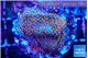 Montipora fruity 2-3 cm WYSIWYG acclimaté
