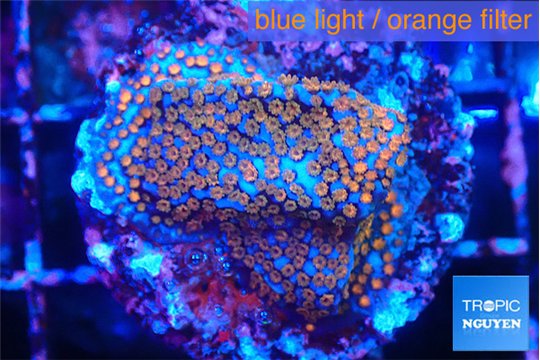Montipora fruity 2-3 cm WYSIWYG acclimaté