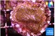 Montipora fruity 2-3 cm WYSIWYG acclimaté
