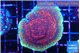 Montipora purple & blue polyps 4-5 cm WYSIWYG acclimaté