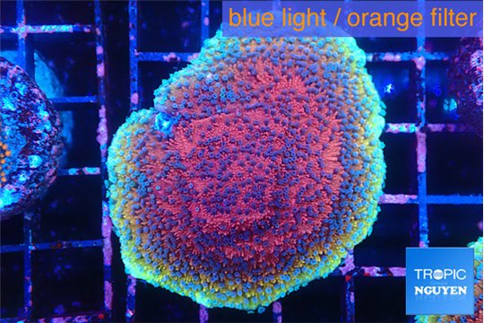 Montipora purple & blue polyps 4-5 cm WYSIWYG acclimaté