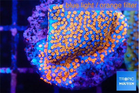 Montipora fruity 2-3 cm WYSIWYG acclimaté