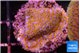 Montipora fruity 2-3 cm WYSIWYG acclimaté