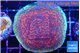 Montipora purple & blue polyps 4-5 cm WYSIWYG acclimaté