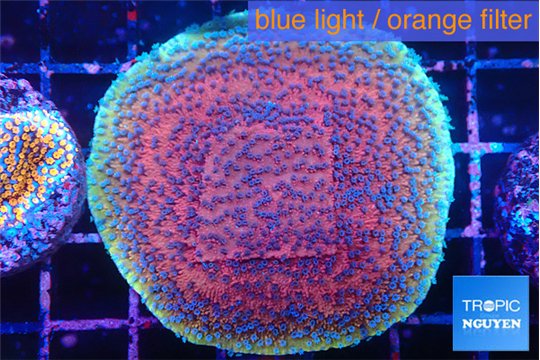 Montipora purple & blue polyps 4-5 cm WYSIWYG acclimaté