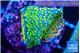 Montipora rainbow 2-3 cm WYSIWYG acclimaté