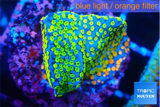 Montipora rainbow 2-3 cm WYSIWYG acclimaté