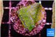 Montipora rainbow 2-3 cm WYSIWYG acclimaté