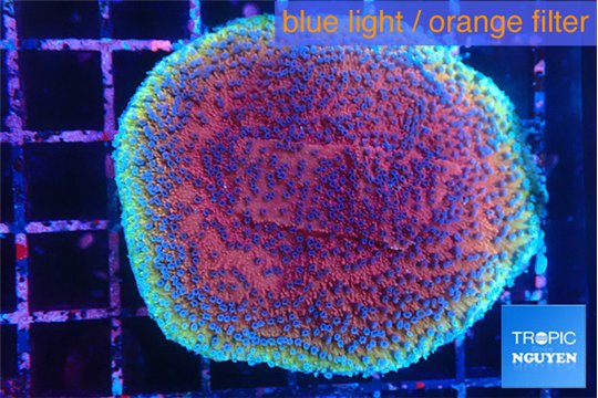 Montipora purple & blue polyps 4-5 cm WYSIWYG acclimaté