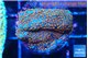 Montipora fruity 2-3 cm WYSIWYG acclimaté