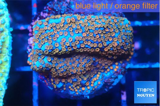 Montipora fruity 2-3 cm WYSIWYG acclimaté