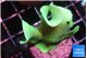 Pavona cactus green 3-4 cm WYSIWYG acclimaté
