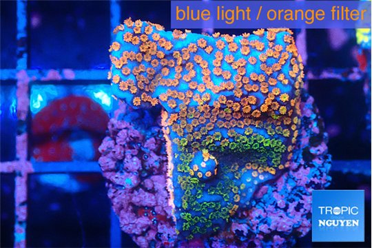 Montipora fruity 2-3 cm WYSIWYG acclimaté