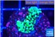 Montipora incredible hulk 2 cm WYSIWYG acclimaté