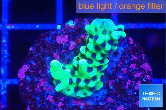Montipora incredible hulk 2 cm WYSIWYG acclimaté