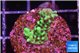 Montipora incredible hulk 2 cm WYSIWYG acclimaté