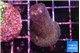 Stylophora milka 2-3 cm WYSIWYG acclimaté