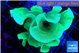 Pavona cactus green 5-6 cm WYSIWYG acclimaté