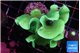 Pavona cactus green 5-6 cm WYSIWYG acclimaté