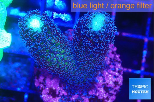 Stylophora milka 3 cm WYSIWYG acclimaté