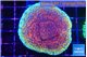 Montipora purple & blue polyps 4-5 cm WYSIWYG acclimaté