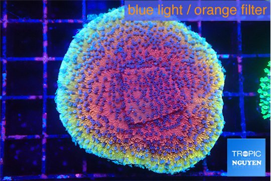 Montipora purple & blue polyps 4-5 cm WYSIWYG acclimaté