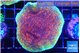 Montipora purple & blue polyps 4-5 cm WYSIWYG acclimaté