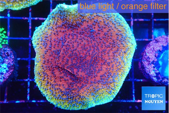Montipora purple & blue polyps 4-5 cm WYSIWYG acclimaté
