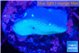 Sarcophython full neon green polyps Australia 3-4 cm WYSIWYG acclimaté