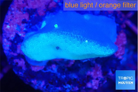 Sarcophython full neon green polyps Australia 3-4 cm WYSIWYG acclimaté