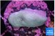 Sarcophython full neon green polyps Australia 3-4 cm WYSIWYG acclimaté