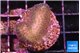 Stylophora milka 2-3 cm WYSIWYG acclimaté