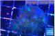 Parazoanthus gracilis yellow polyps 2-3 cm WYSIWYG acclimaté