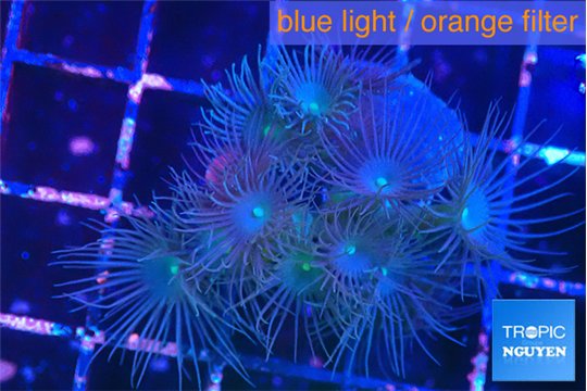 Parazoanthus gracilis yellow polyps 2-3 cm WYSIWYG acclimaté