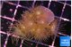 Parazoanthus gracilis yellow polyps 2-3 cm WYSIWYG acclimaté