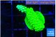 Acropora neon green 2-3 cm WYSIWYG acclimaté