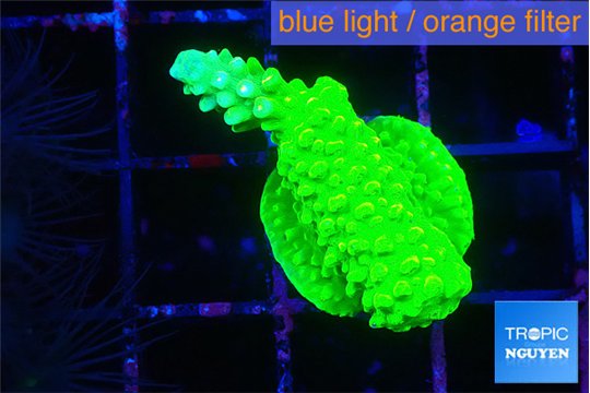 Acropora neon green 2-3 cm WYSIWYG acclimaté