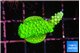 Acropora neon green 2-3 cm WYSIWYG acclimaté