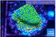 Montipora rainbow 2-3 cm WYSIWYG acclimaté