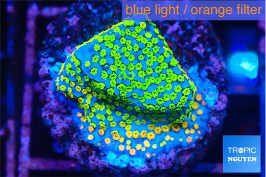 Montipora rainbow 2-3 cm WYSIWYG acclimaté