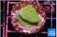 Montipora rainbow 2-3 cm WYSIWYG acclimaté