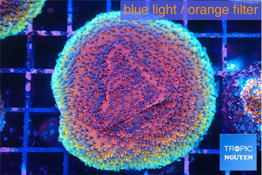 Montipora purple & blue polyps 4-5 cm WYSIWYG acclimaté